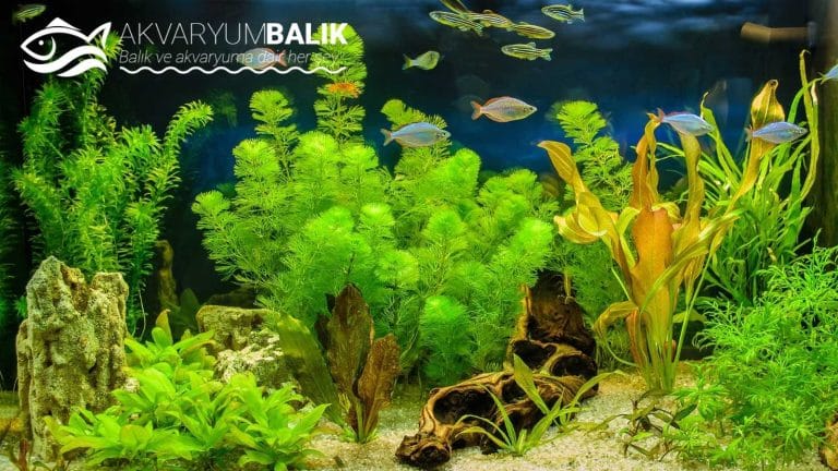 Akvaryum Bitkileri Nasıl Yetiştirilir?