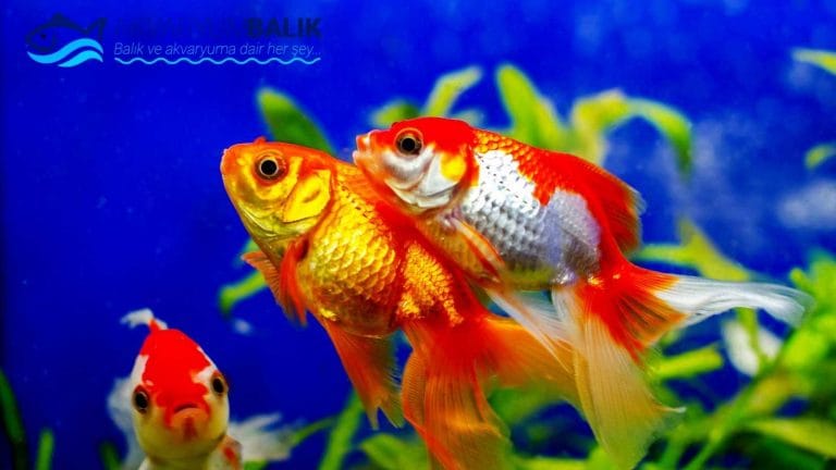 Akvaryumda En Çok Beslenen Balıklar