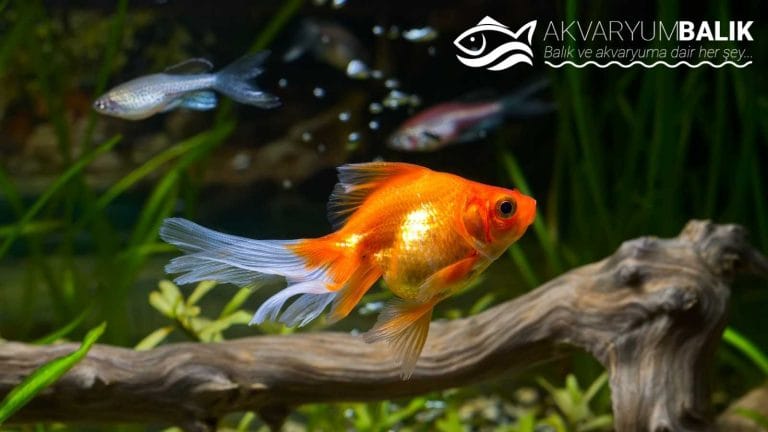 Japon Balığı Nasıl Beslenir