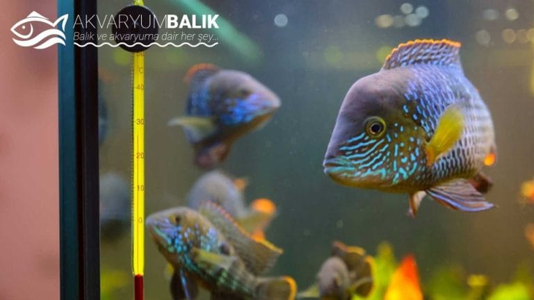 Akvaryum Temizliği Nasıl Yapılır: Adımlar ve İpuçları